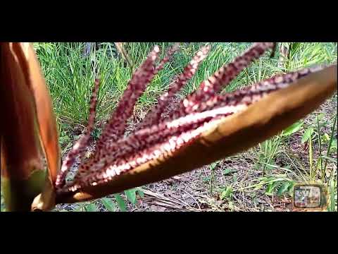 Plantio de açaí ou jussara manga,cajú no iterior do Tocantins Brasil