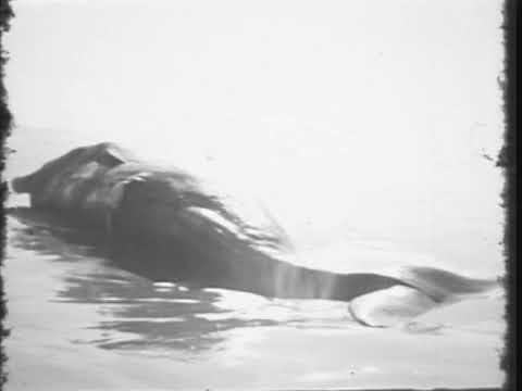 The Whale (1971) - Ron Finne - Found film of Oregon's exploding whale
