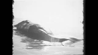 The Whale (1971) - Ron Finne - Found film of Oregon's exploding whale
