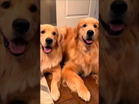 cute golden retriever Dogs adorable video #dog #puppy #cutedog #trending #pets #cuteanimals #shorts