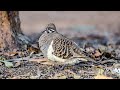 Pigeons and Doves of Australia. A Documentary