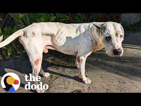 Animal Rescue & Pet Enrichment: From Coconuts to Toy Sprees