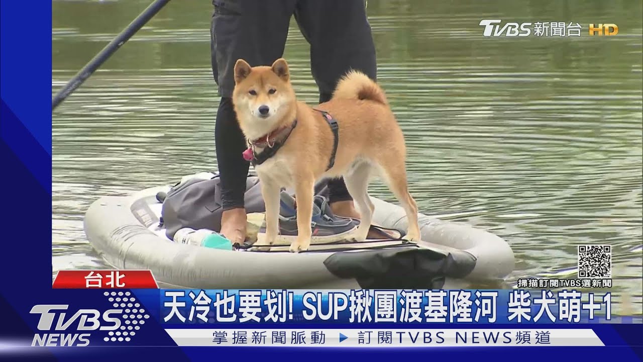天冷也要划!SUP揪團渡基隆河 柴犬萌+1