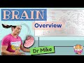 Overview Of The Brain