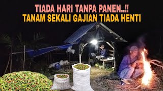 Download lagu EVERY DAY IS HARVEST DAY..!! PLANT ONCE, GET PAID ENDLESSLY mp3