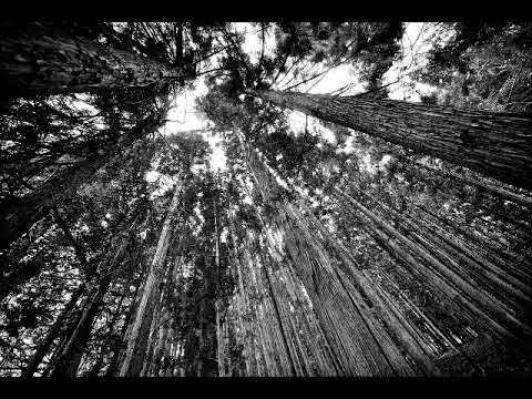 E - Where did you sleep last night (Wanda Davis cover)