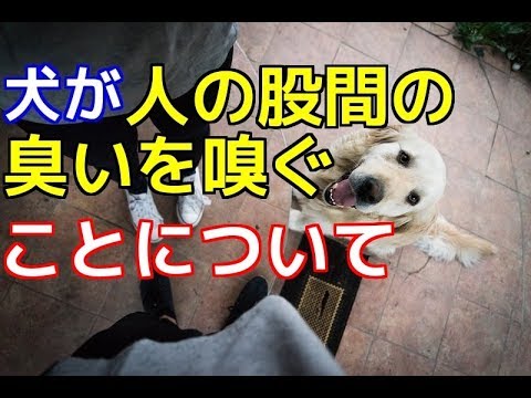 なぜ犬は私たちの陰部の匂いを嗅ぐのでしょうか?