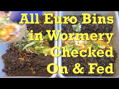 All Euro nightcrawler worm bins fed in "side-by-side" style - vermicompost