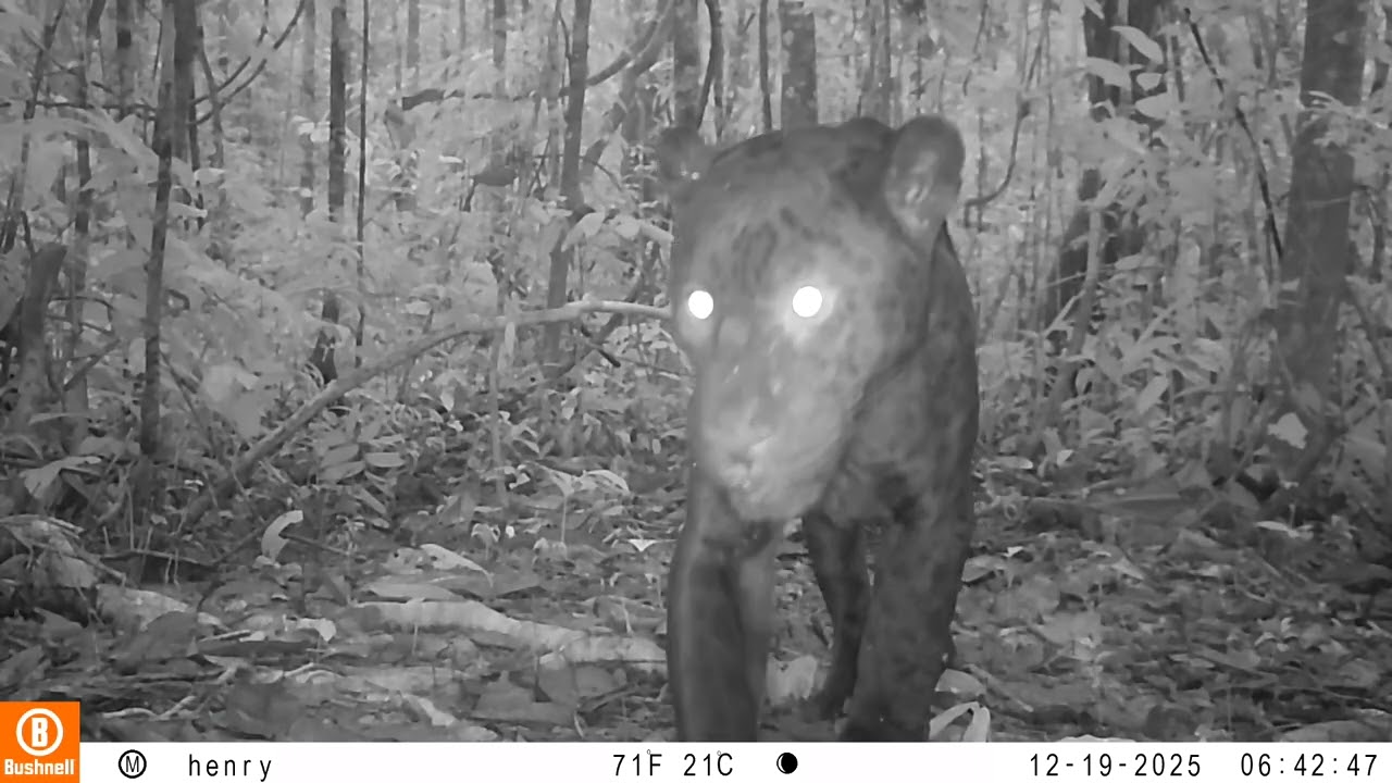 WWF vindt zeldzame zwarte jaguar in Ecuador / Un rare jaguar noir repéré par le WWF en Équateur