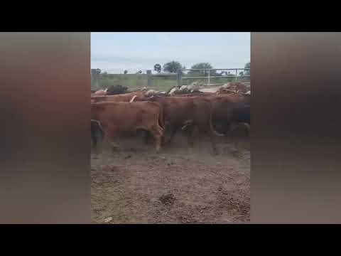 Terneros/as en Puerto Eva Perón, Chaco
