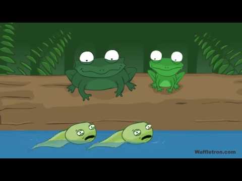 Toad Frog Pollywog - Kids Song