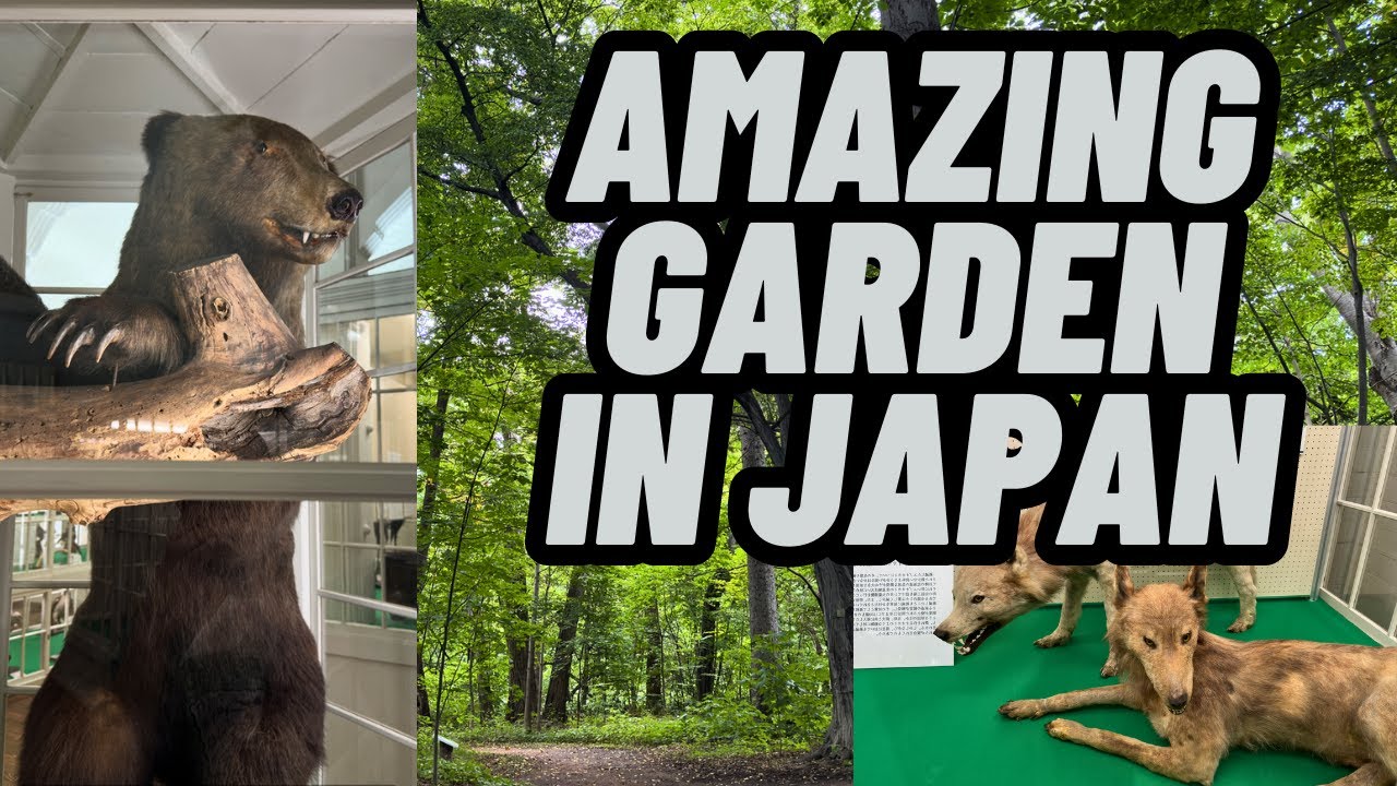 Experience a virtual tour through Hokkaido University Botanical Gardens.