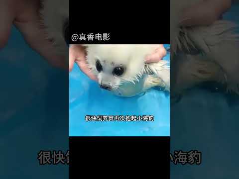 小海豹第一次學游泳，居然嗆了一鼻子水，嚇得都快哭了#shorts