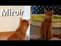 Miroirs & chats
