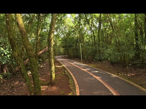 Trilhas no Parque do Alvorecer - Pato Branco, Paraná