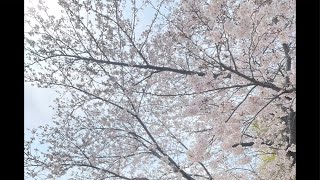 くじらの愛の朝活「恋愛になると、自分を壊してしまう人へ」「恋愛で崩れるのは、性格じゃない。理由がある」「婚活ファッションって正直ダサくない？」「なぜ同じ男が“結婚する女”と“しない女”を分けるのか？」