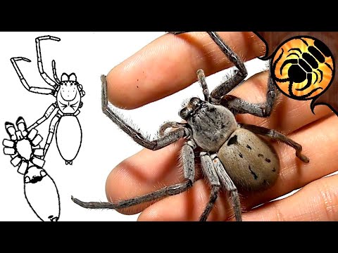 SPIDER ANATOMY | A Guide to Australian Spiders