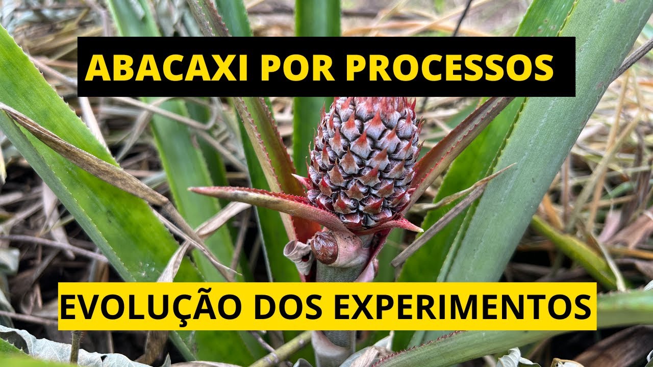 Agricultura sintrópica. Abacaxi por processos, evolução dos experimentos.