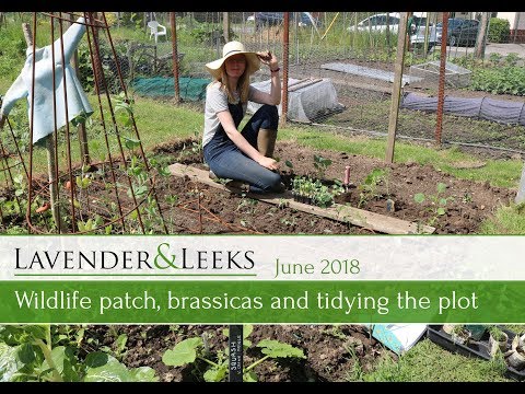 Katie's Allotment - June 2018 - Wildlife Patch, Brassicas, Weeding and Tidying