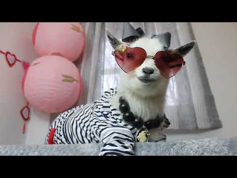 Goat Wearing Her Love Glasses