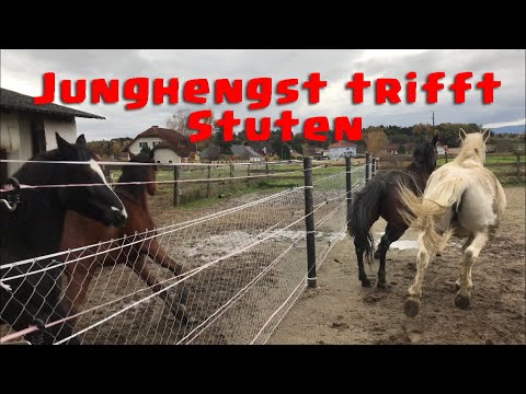 Junghengst trifft auf unsere Stuten 🐴 | Dandylearns