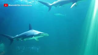 Download lagu Menjelajahi alam bawah laut | Sea World Ancol | Wisata Edukasi Jakarta mp3