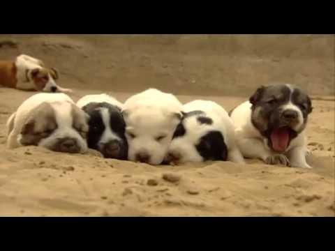 Türkmen dokumental filmi   Meniň dostum Alabaý Türkmen dilinde 2012ý