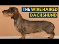 Wire Haired Dachshund Your Guide To This Rugged Hound Dog