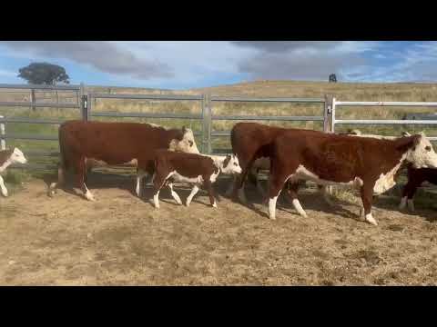 Stanford Lot 39 Cows & Calves