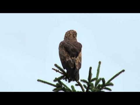 Birding Slovakia (František Bednár) - Aquila pomarina - Orol krikľavý