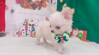 チワワ（ロング）の動画01