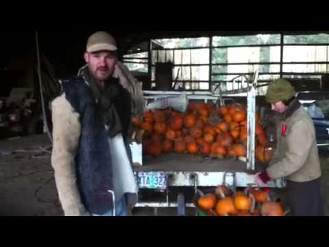 Cal Efort: Storing pumpkins in straw bales