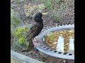 Up close and personal with a starling bird drinking from the garden bird bath