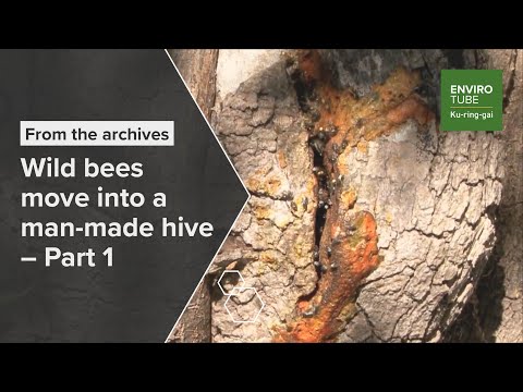 Wild Bees move into a man made Hive   Part 1