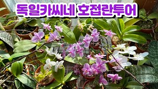 호접란 꽃 대박났어요!! 독일카씨네 호접란 투어!! 다양한 품종의 호접란 함께 구경해요!!