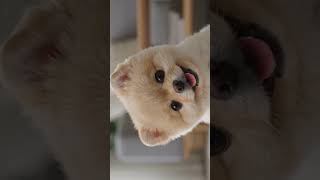 So cute puppy 🐶 #viral #yutubeshorts #youtubeshorts