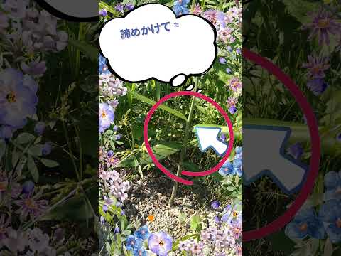 ズッキーニの隣に置いてはいけない野菜は何ですか?彼らは彼らの成長にどのような影響を与えるのでしょうか？  庭園