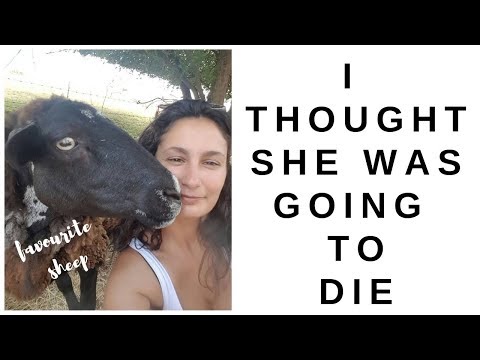 DAY 228 - I Thought My Favourite Sheep Would Die