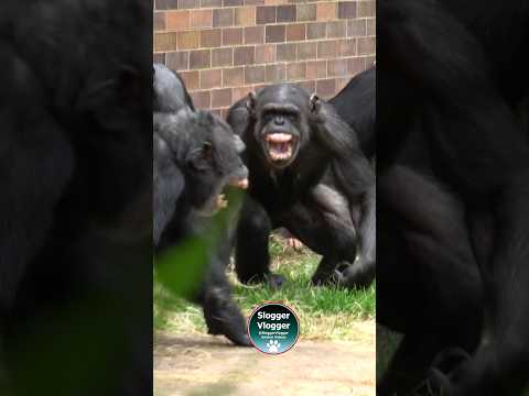 Chimpanzee Females Get Their Revenge #scream