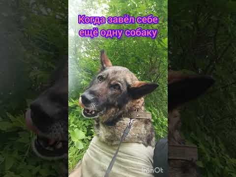 Не забудь подписаться #подписок #shorts #юмор #приколы #кошки
