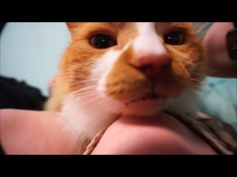 Cats And Yoga? (Vlog#168)