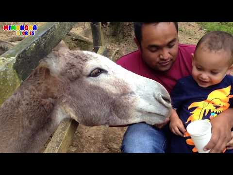 Diego de visita al Baby ZOO | Animales de la Granja🐮🐷🐔 | Mimonona Stories Video