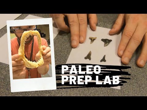 Identifying Snaggletooth Shark Teeth