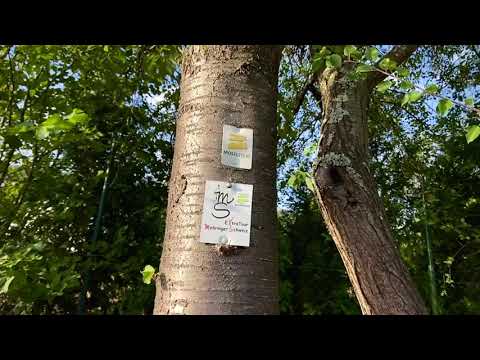 Moselsteig Seitensprung Mehringer Schweiz