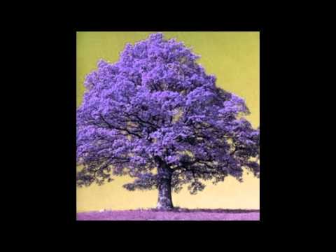 David Milutinović  - Bluz starog hrasta