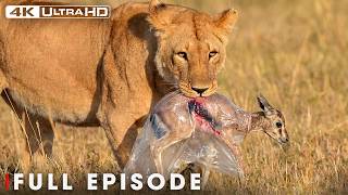 World's Deadliest: Survival Challenges in Animal Kingdom | Nature Animal Documentary