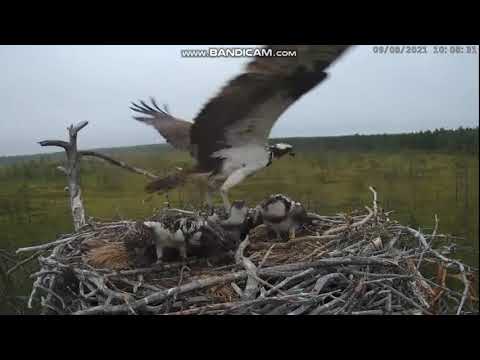 Kala pääsi karkuun 2021 08 09