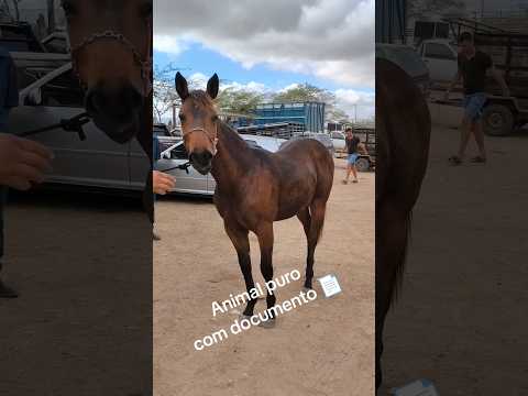 Animal extra a venda na feira de cavalo 🐎 em Cachoeirinha PE