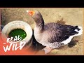 Man And Goose Bond For Life Animal Odd Couples