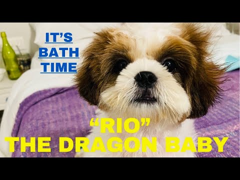 “Rio” The Dragon Baby | It’s Bath Time | Ranjini Haridas Vlogs